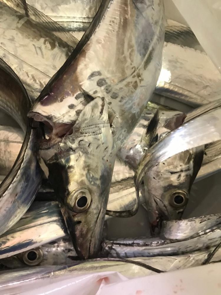 タチウオと長潮