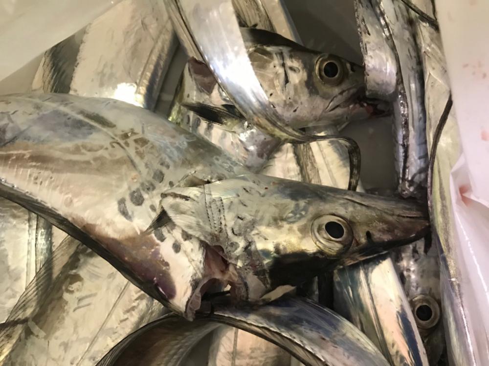 タチウオと長潮
