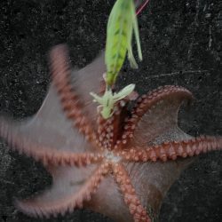 カニパワー‼️、、、