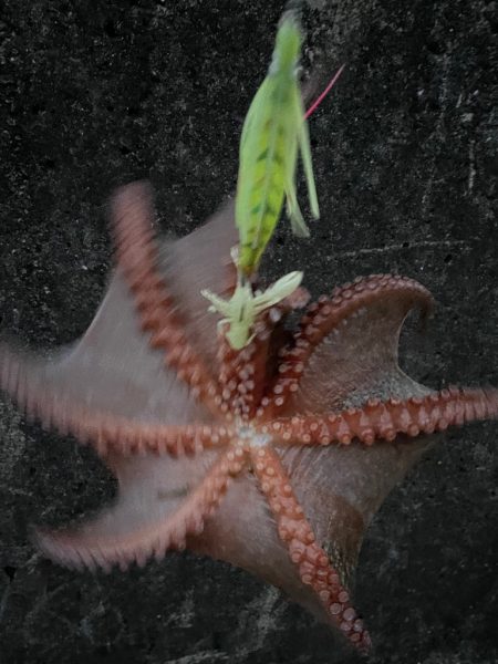 カニパワー‼️、、、