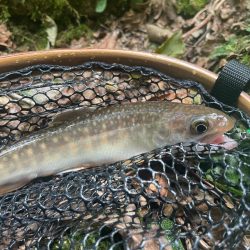 釣った魚を昼飯に