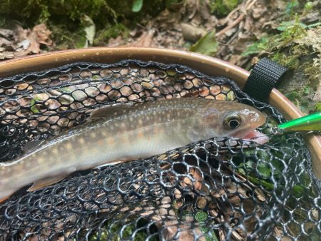 釣った魚を昼飯に