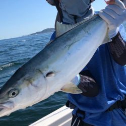 時合い逃さなければ夏ハマチ爆発します！