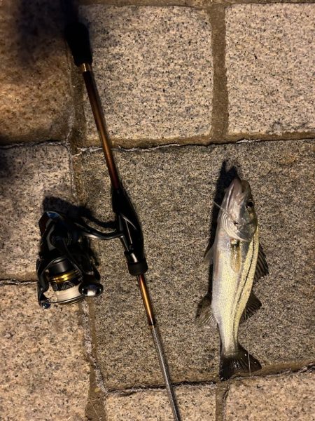 ライトゲーム！！