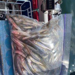 ワカサギ試し釣り