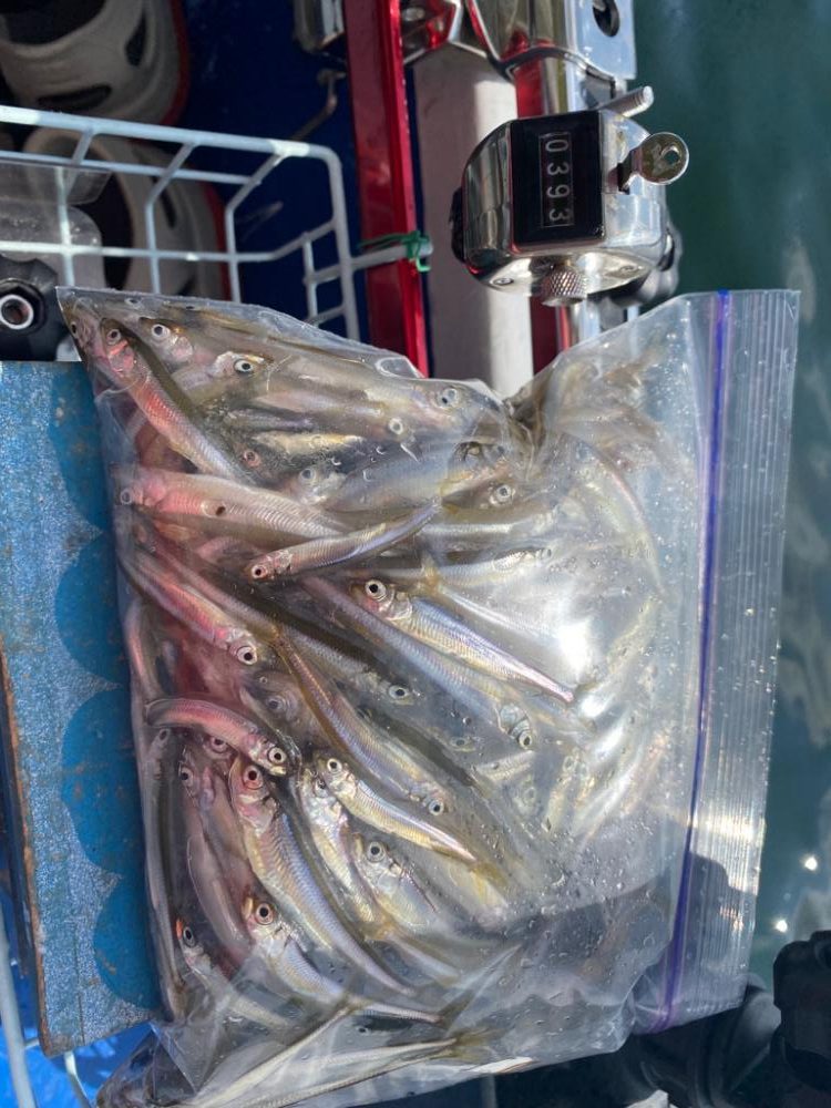 ワカサギ試し釣り