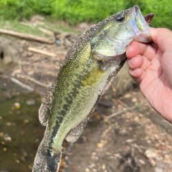 こんなに釣れて…笑