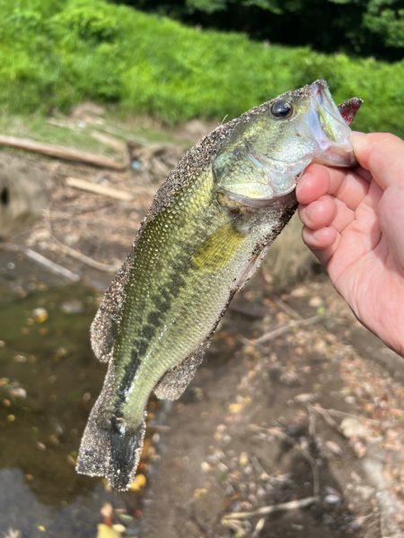 こんなに釣れて…笑