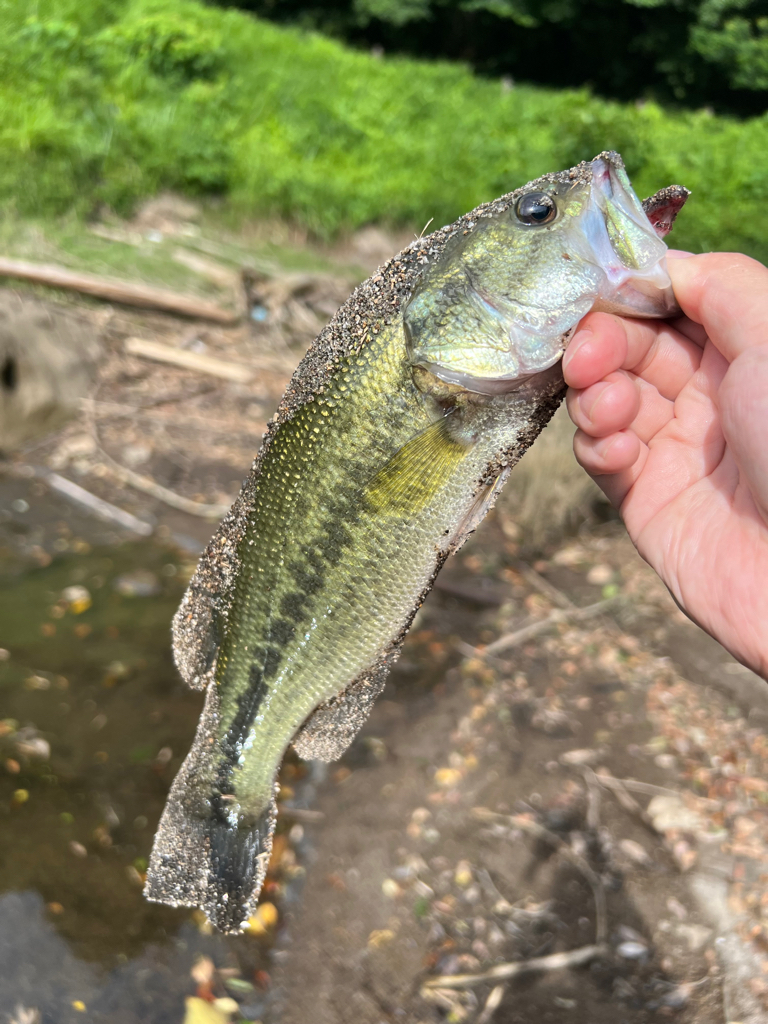 こんなに釣れて…笑