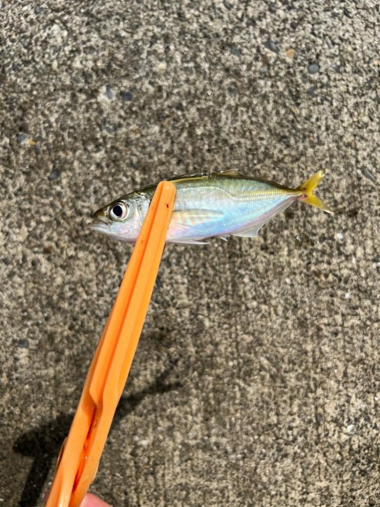 初めて釣りました。