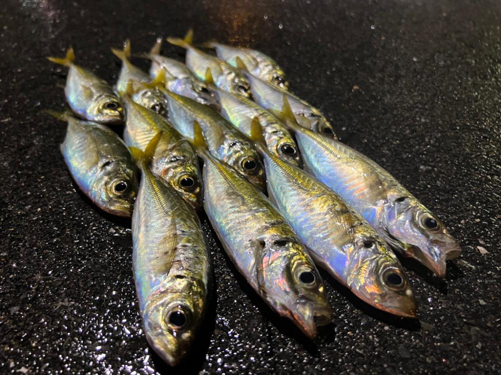 鯵を探して三千里 Vol.62