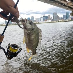 ハゼクラとチニング