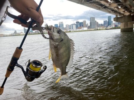 ハゼクラとチニング