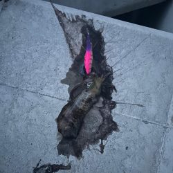 秋イカスタート