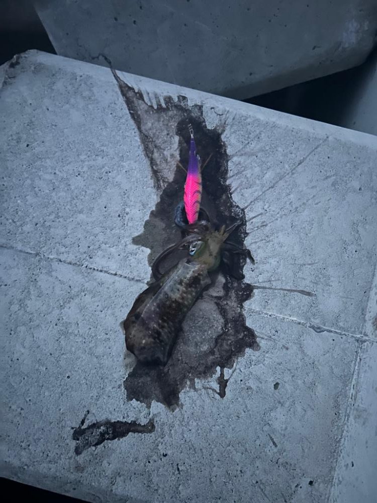 秋イカスタート