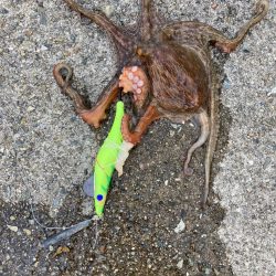 ⭐️岸ジギ釣行…