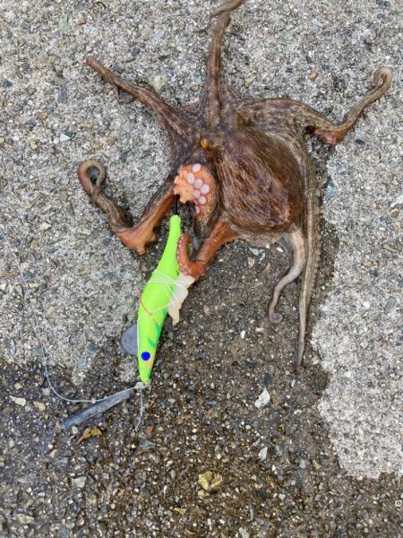 ⭐️岸ジギ釣行…