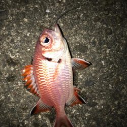 アカマツカサ！