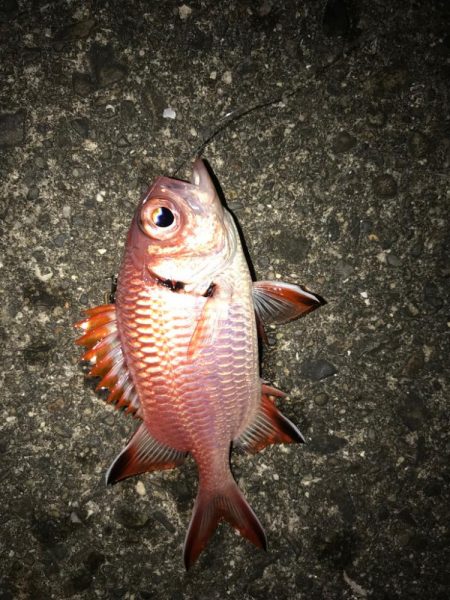 アカマツカサ！