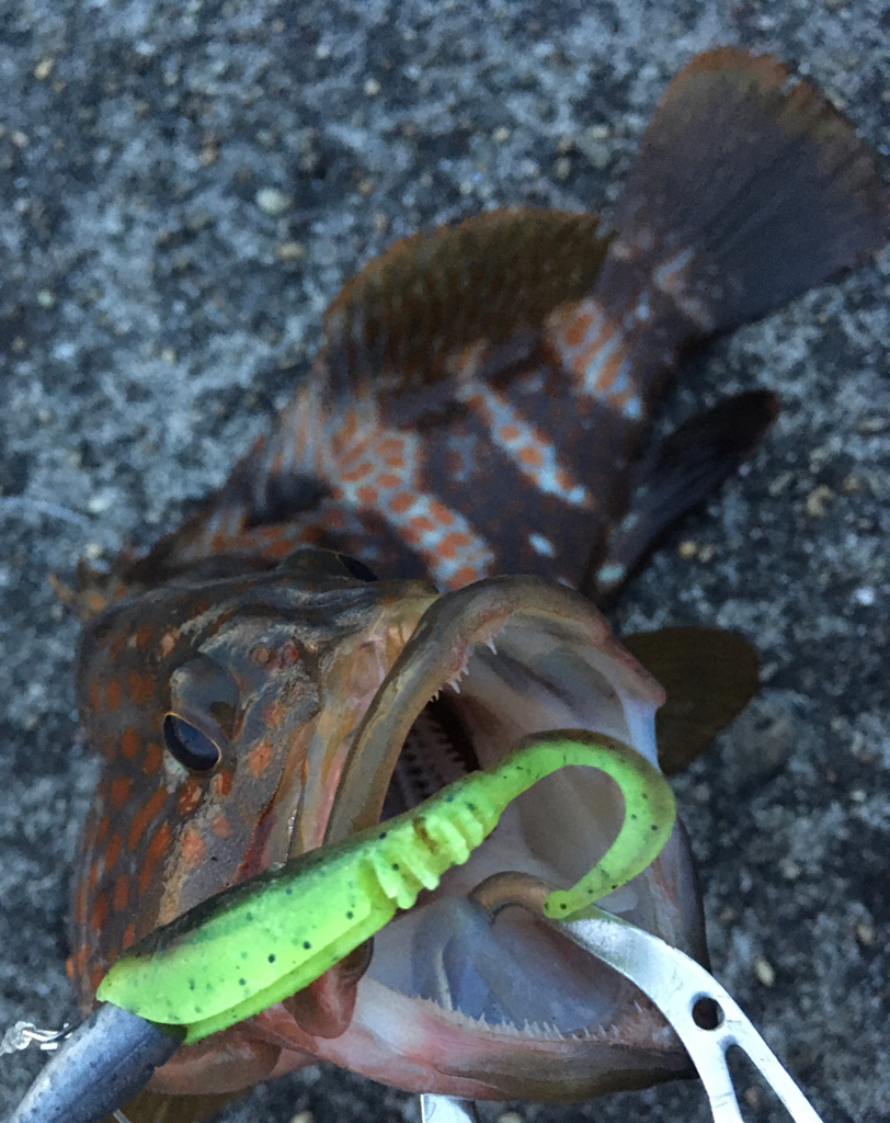 【タコフィネス】アコウ ＋ ガシラ ＋ タコ