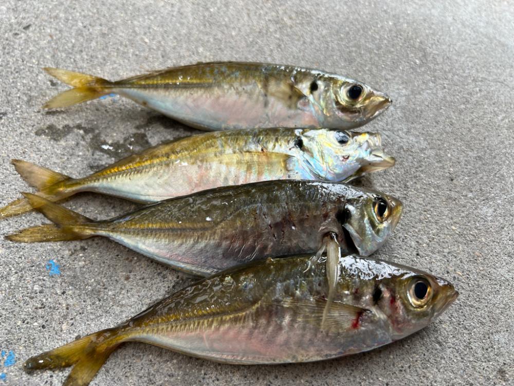 鯵を探して三千里 Vol.63