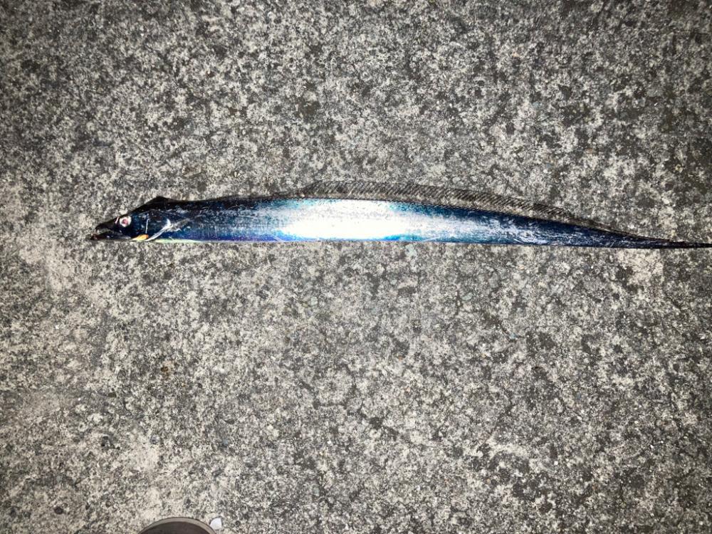 タチウオ釣り
