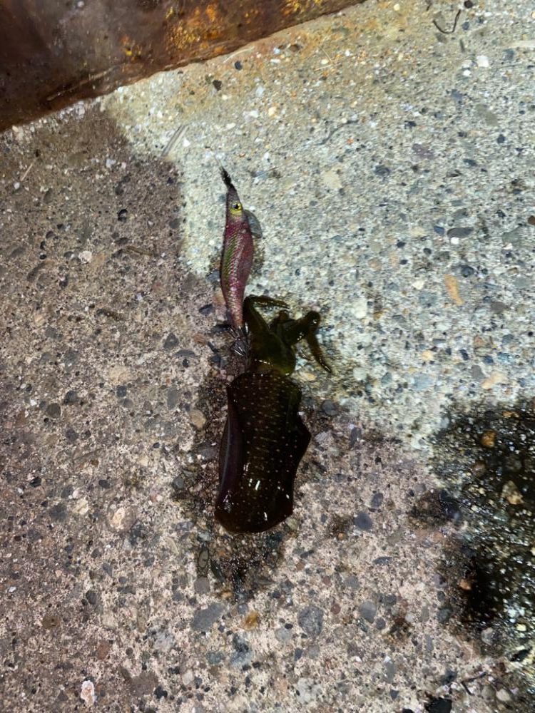 アオリとカミナリ