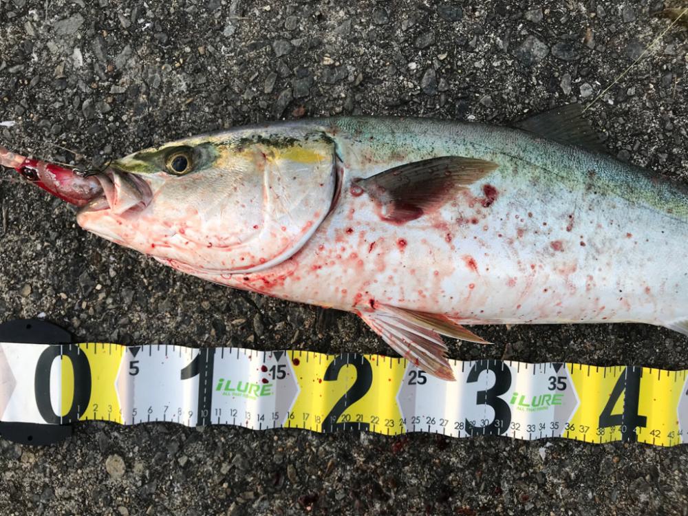 ハマチ 60cm