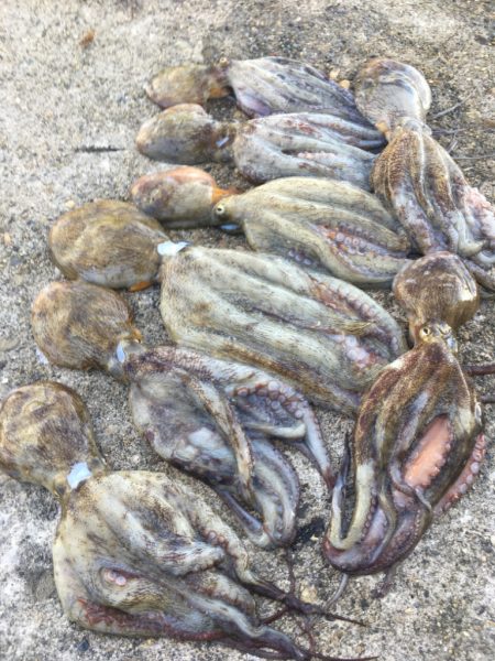 【タコフィネス】苦潮下でのタコ戦略2