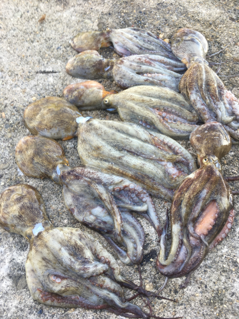 【タコフィネス】苦潮下でのタコ戦略2