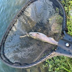 高島の泉さん釣れる