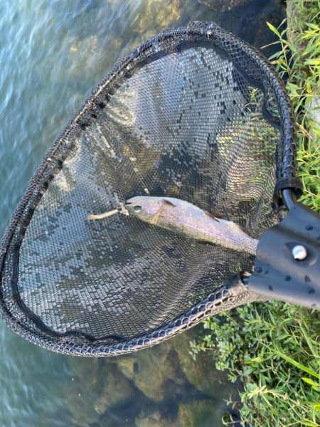 高島の泉さん釣れる