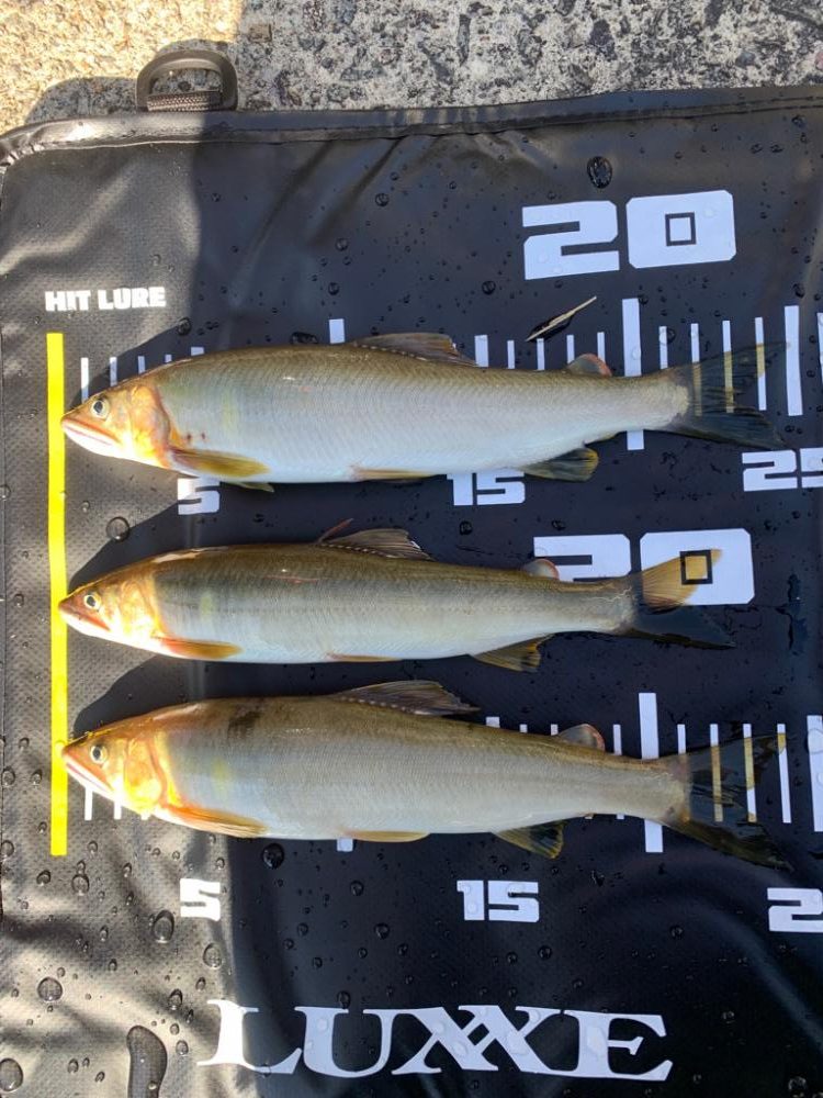 鮎の友釣りvol.3