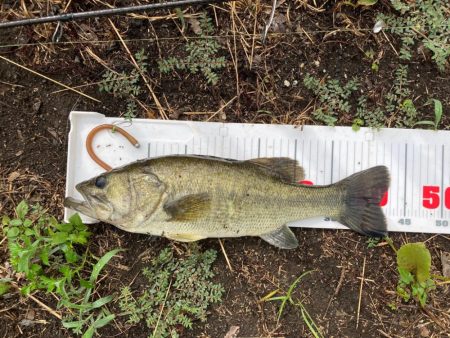 台風後の琵琶湖
