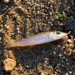 久しぶりのキス釣り