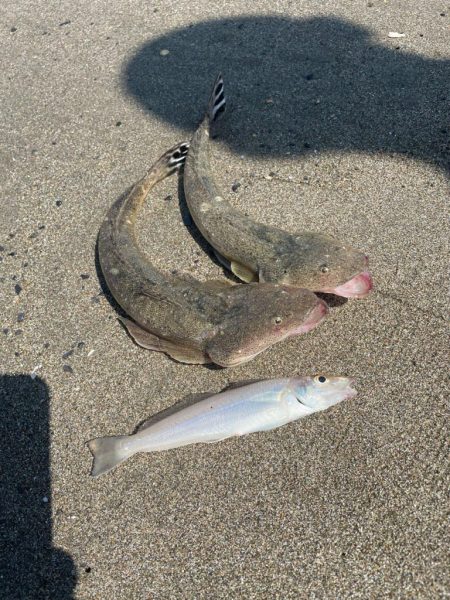 鉾田海岸エリア、ヒラメ、マゴチ狙い