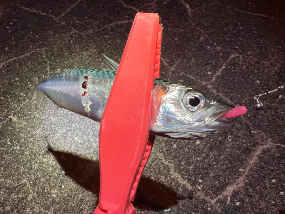 鯵を探して三千里 Vol.71