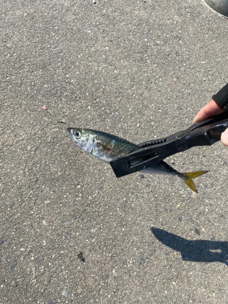 サバが入れ食い！