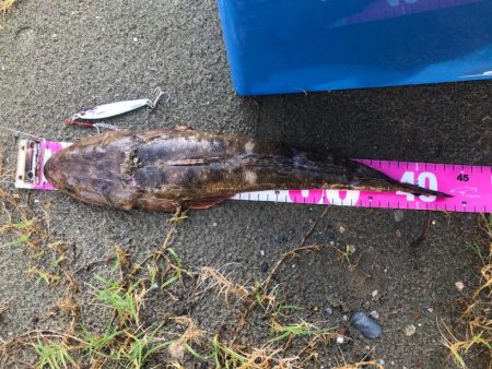 今シーズン初マゴチ