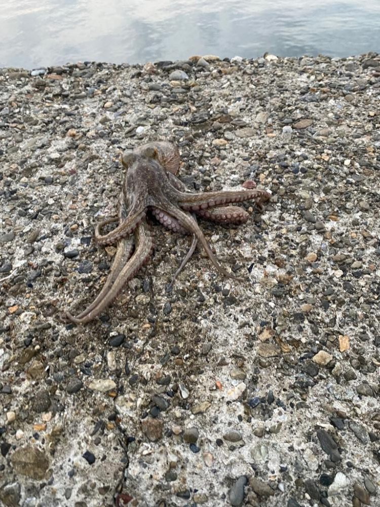 タコも終盤かな？