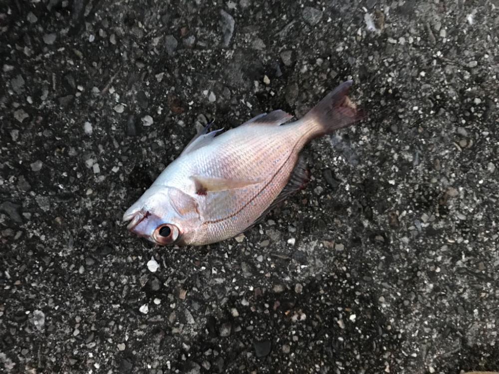 夕方の釣り♪
