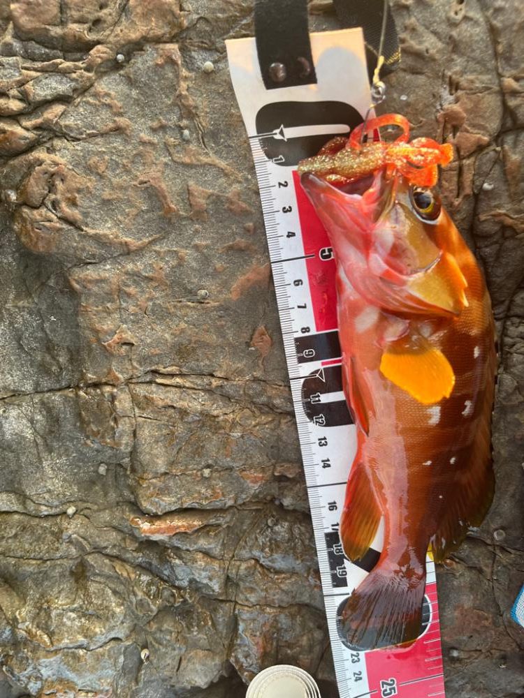 尾鷲根魚探しの夏休み