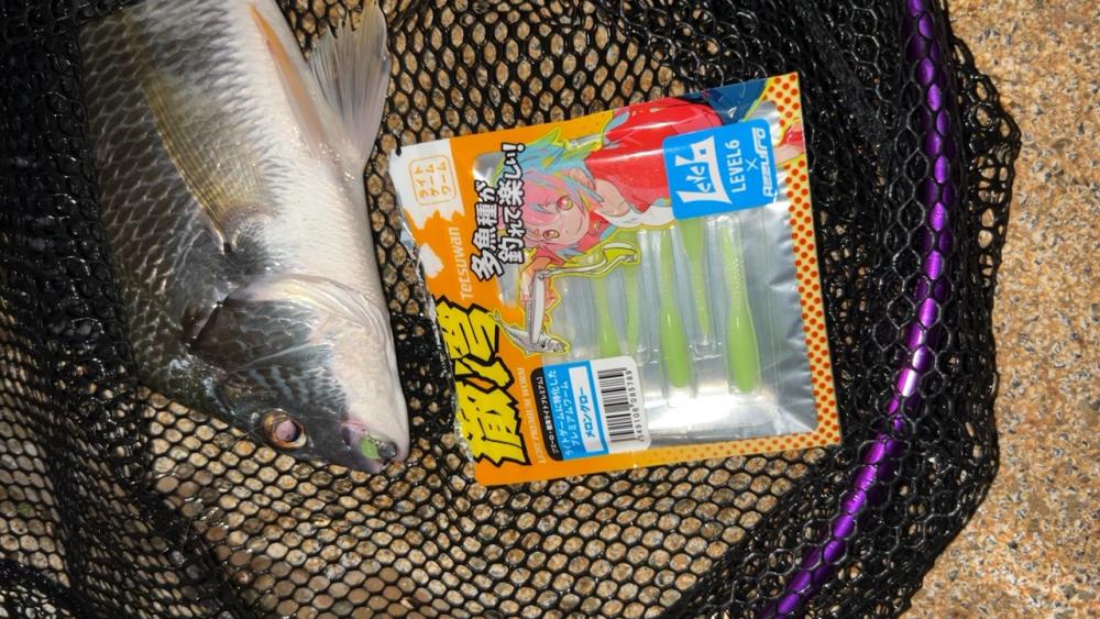 雨後はキビレDAY