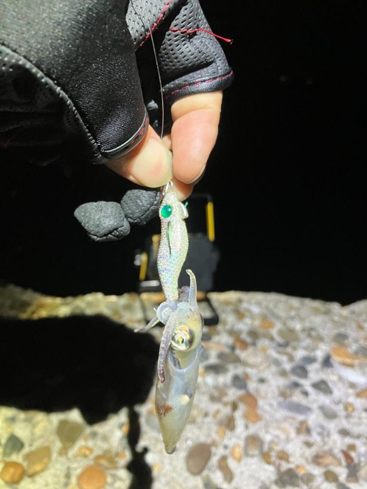 ケンサキ調査4日目(^-^)