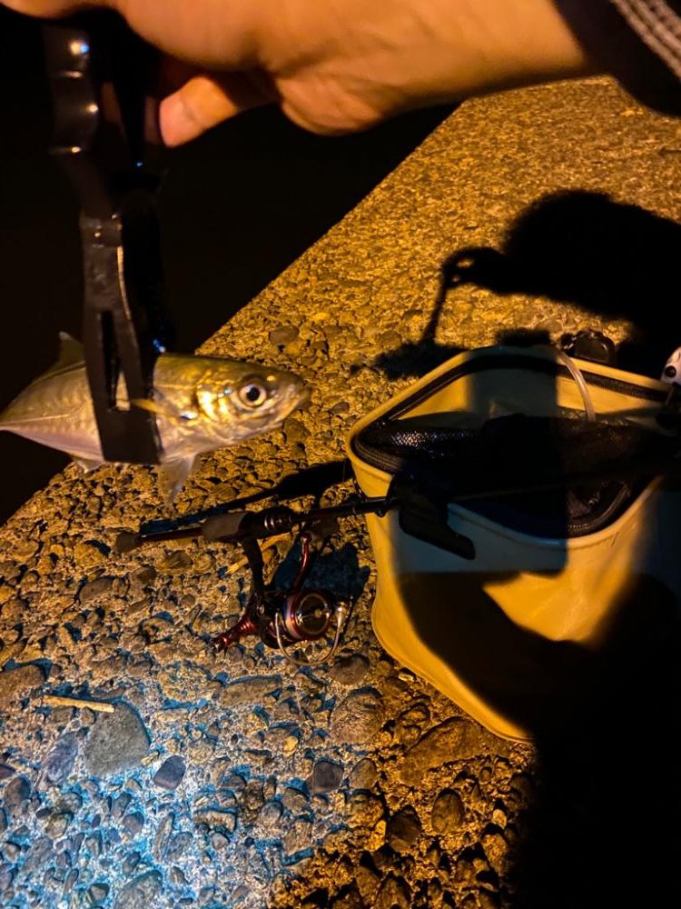 またまたアジング