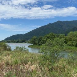 九頭竜川鮎釣り