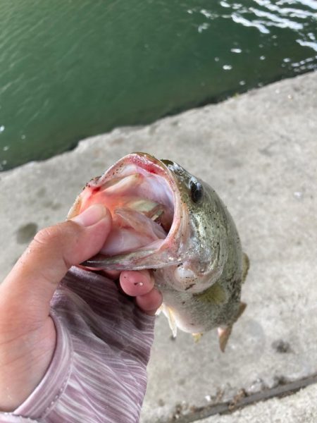 巻いて釣れたよ