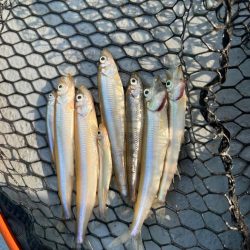 芦ノ湖、ボートワカサギ