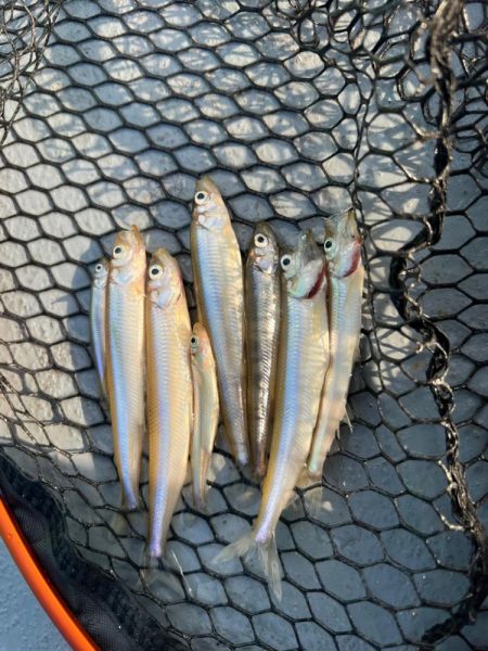 芦ノ湖、ボートワカサギ