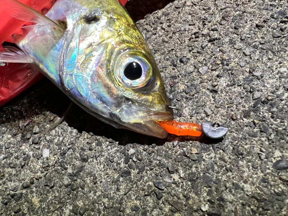 鯵を探して三千里 Vol.64